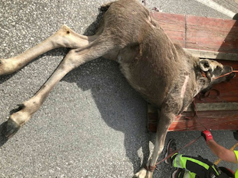 Kua døde på ste­det da en va­re­bil smalt i henne syd for Laks­elv på fredag.
 Foto: Trygve Myrmel