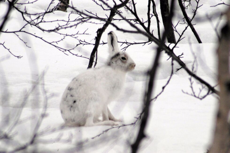 Illustrasjonsfoto: Lars Birger Persen