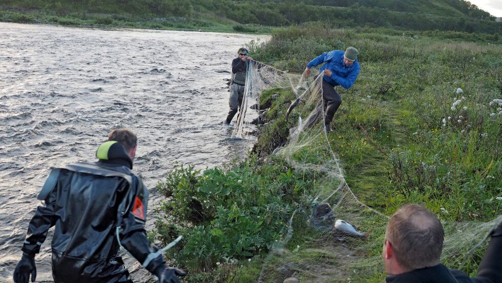 Med hjelp av garn er det tatt ut cirka 100 pukkellaks fra de nederste kulpene i Jakobselva de siste dagene.
 Foto: Odd Lehto