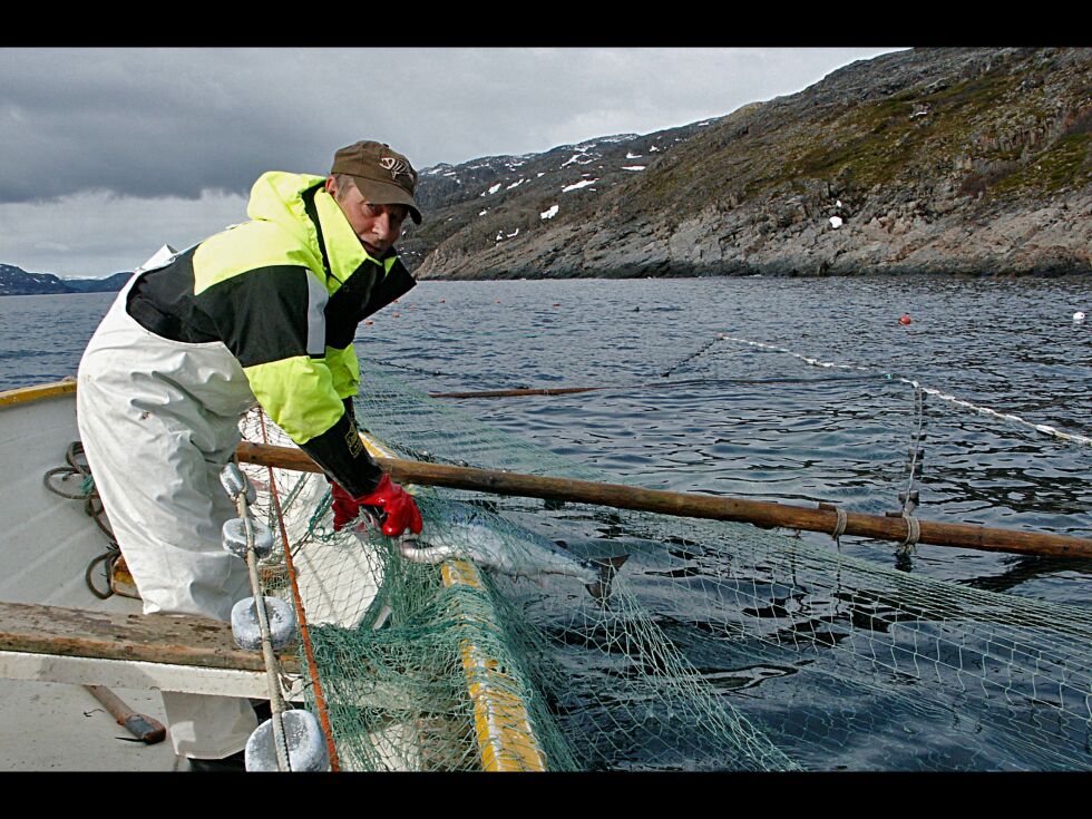 Ei laksenot koster fire ganger så mye som et garn, samtidig som det er mer krevende å fiske med. Her ser vi Leif Ingilæ røkte nota i Bugøyfjorden.
 Foto: Vilfred Ingilæ