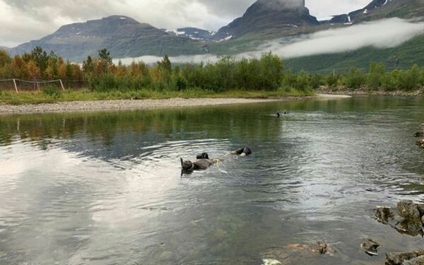 Vurderer åpning av fisket