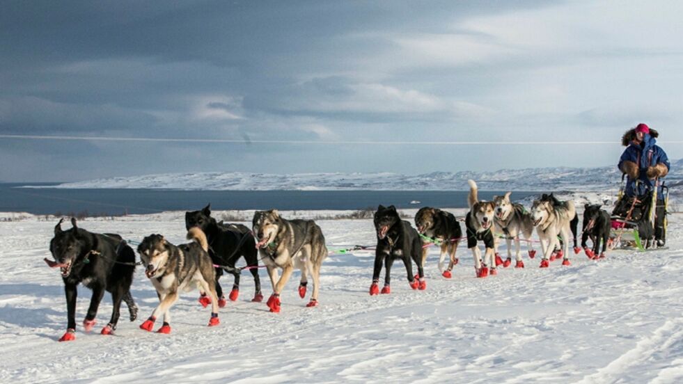 I 2023 samles verdens beste hundekjørere i Finnmark for å kjempe om VM-medaljer i langdistansekjøring. Alle foto: Finnmarksløpet
 Foto: Finnmarksløpet