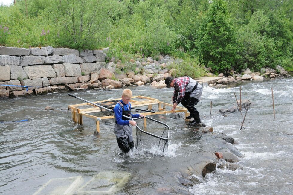 13 år gamle Isak Olsen gjør manns jobb og vel så det med å ta ut laks fra fella i Munkelva. Her sammen med Øystein Yngve Hansen, som tok turen fra Jarfjord for å bidra.
 Foto: Hallgeir Henriksen
