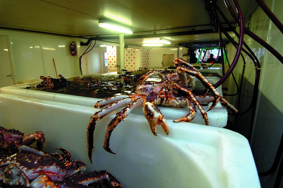Kongekrabben krabber ufortrødent videre selv om forvaltningen klør seg i hodet over påstått juks i omsetningen av denne havets delikatesse.
 Foto: Illustrasjonsfoto