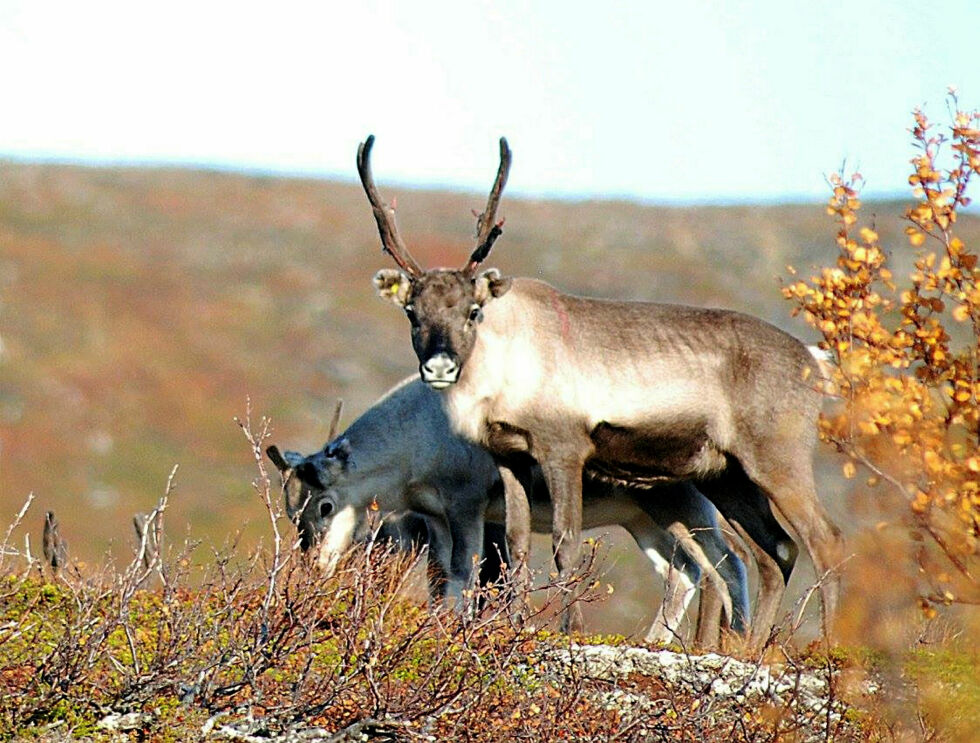 Dom i saken om overføring av siidaandel.
 Foto: Irene Andersen