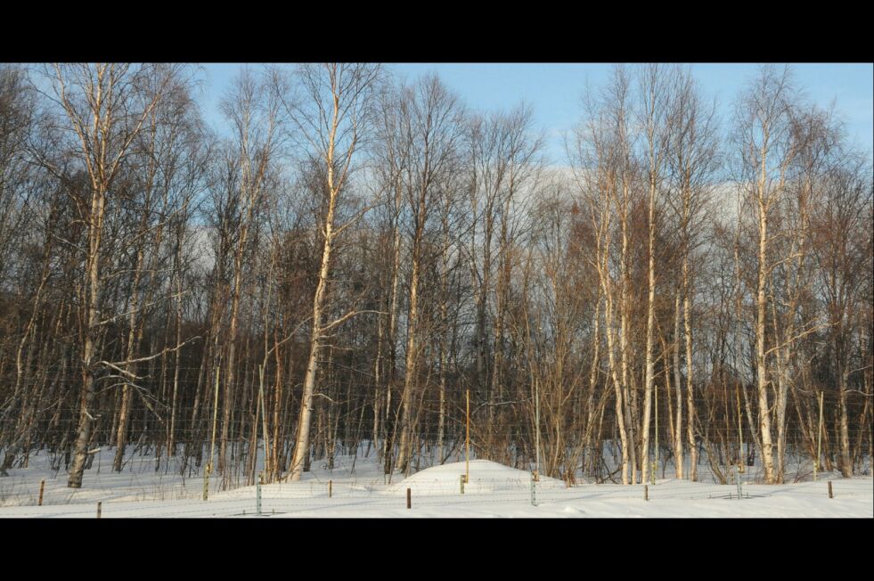 Langs veien inn mot Nikel fra Storskog er det store fine partier med flott bjørk, som her ved Salmijärvi. Fordi det fyres lite med ved i området får den vokse i fred ved «Jernteppet».
 Foto: Hallgeir Henriksen
