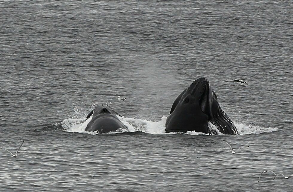 Her ser man ty­de­lig hvor­dan hva­len si­ler ut vann gjen­nom bar­de­ne. Legg mer­ke til pus­te­hul­le­ne. FOTO: SYN­NØ­VE ACKER­MANN