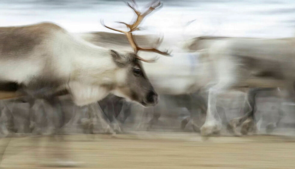 Statsforvalteren i Troms og Finnmark inviterer aktører i reindrift og forvaltning til reindriftsseminar i Karasjok og Kautokeino.
 Foto: Cecilie Bergan Stuedal