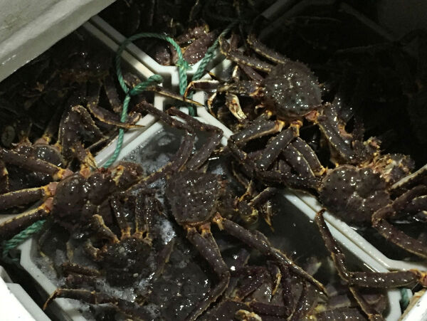 Tiltalt for salg av tonnevis ulovlig kongekrabbe
