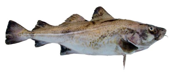 Mer foredling av fisk