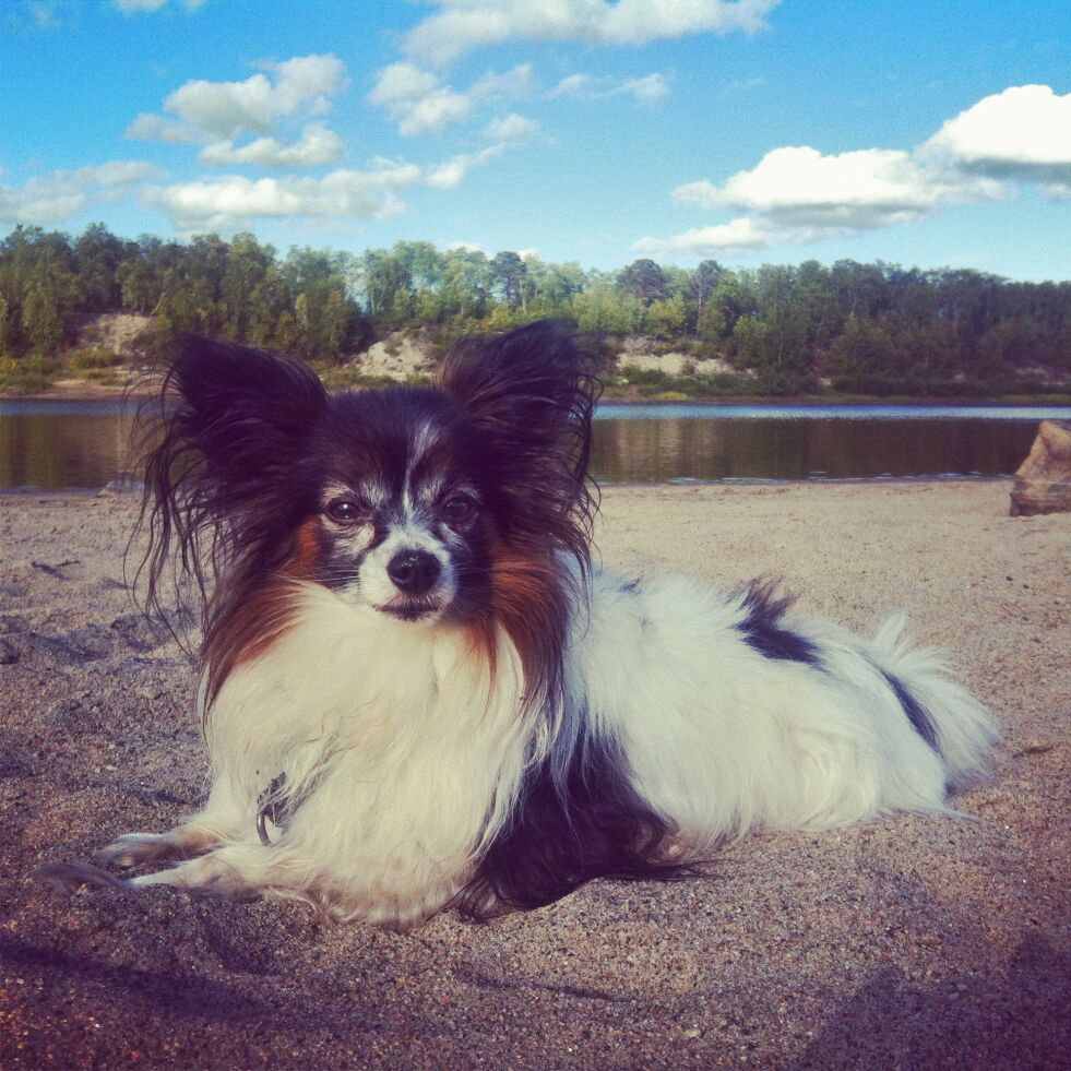 Dinho er en 12 år gammel papillon på 2,5 kilo. Han er hvit med svarte flekker, brune kinn og noen små, brune prikker på frambena.
 Foto: Privat
