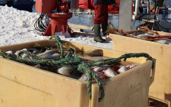 Fritidsfiskere lander store mengder torsk