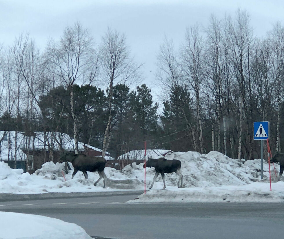Elgen har krysset fotgjengerfeltet på vei ned mot sentrum av Karasjok.
 Foto: Stein Torger Svala