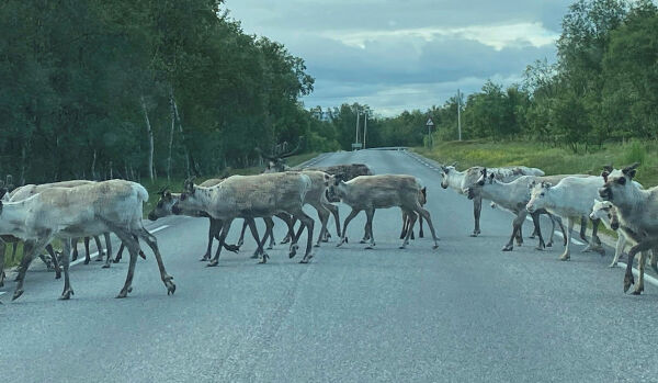 Samisk reindrift og økonomisk bærekraft