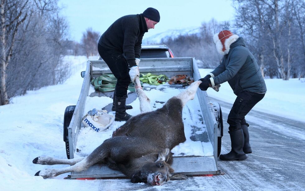 Mats Ørjan Paulsen (til venstre) og Erik Strifeldt dro den avlivede elgkalven opp på tilhengeren. Nå blir elgen hundemat.
 Foto: Irene Andersen