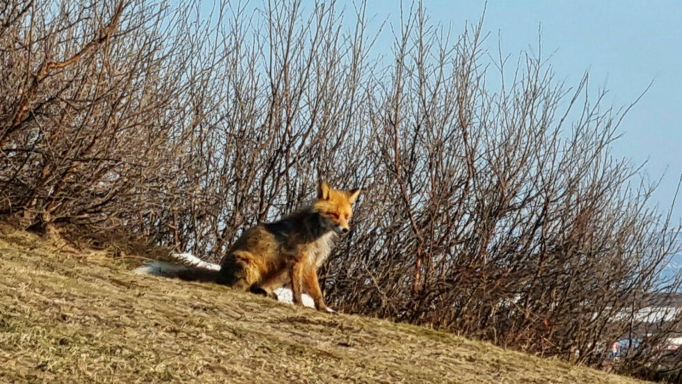 Dy­re­verns­or­ga­ni­sa­sjo­nen Dy­re­nes Rett er kritisk til at det praktiseres skuddpremie blant annet på rødrev.
 Foto: Torbjørn Ittelin