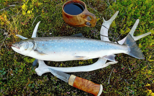 Sjørøya sårbar for lakselus