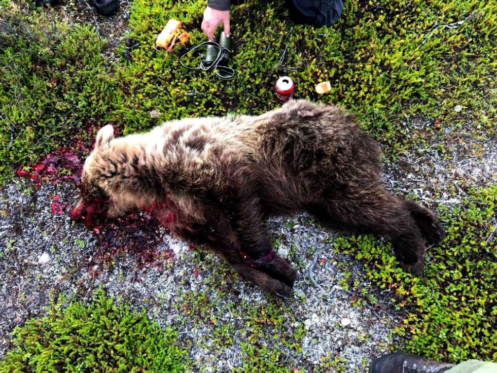 Bjørnen på Skogerøya ble skutt samme dag som den nye fellingstillatelsen ble gitt.
 Foto: Reinbeitedistrikt 4/5 B