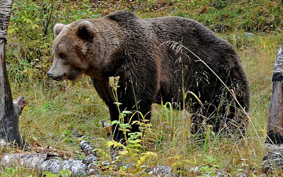 De som skal rydde i skyte- og øvingsfeltet på Nyborgmoen må blant annet ta hensyn til at brunbjørnen har satt sine avtrykk i området.
ARKIVFOTO