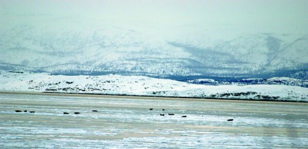 Teller sel i Finnmark