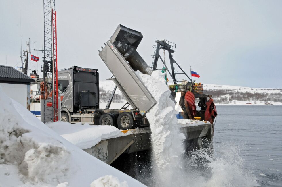 Nå kjøres enorme mengder hardpakka sne på sjøen i Kirkenes av et stort antall lastebiler.
 Foto: Hallgeir Henriksen