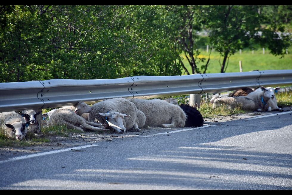 Beitedyr som sau og rein er ofte å finne langs veien om sommeren, og de kan være vanskelig å få øye på for trafikantene. Vegtrafikksentralen oppfordrer bilistene til å være varsomme og senke hastigheten. De minner også om at alle har plikt til å hjelpe dyr som er skadet.
 Foto: Irene Andersen