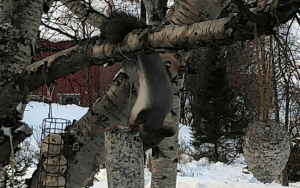 Dette lille dyret ekspanderer i Finnmark