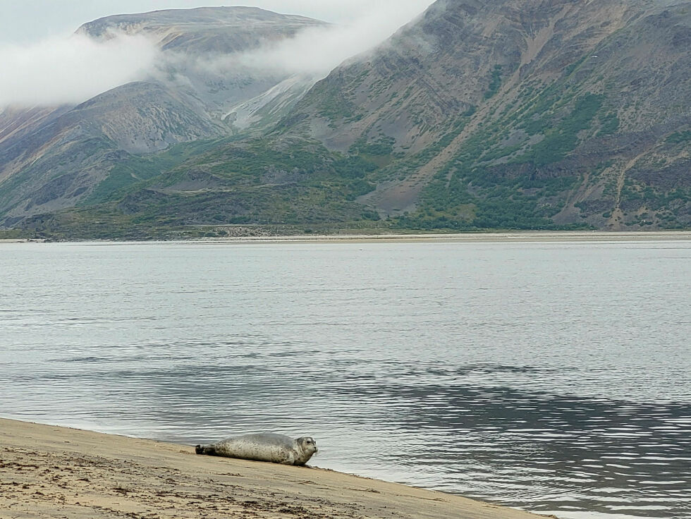 – Forvaltningsplanen for naturreservatet i Tanamunningen bør revideres hvert tiende år, står det i forvaltningsplanen for naturreservatet.
 Foto: Therese N. Andersen