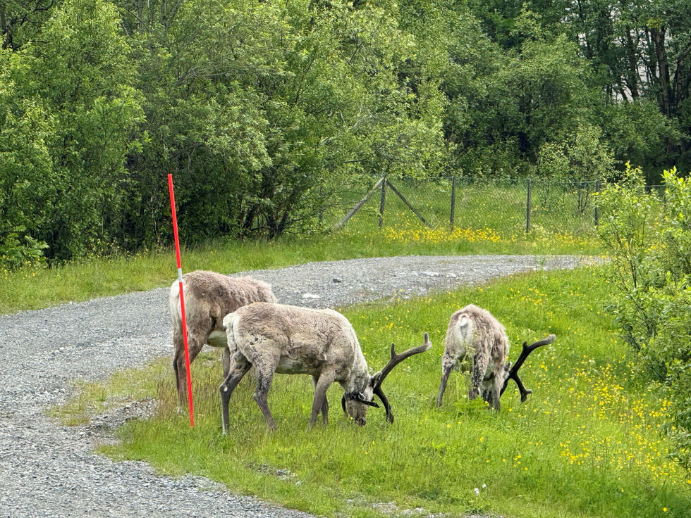 Her koser tre okserein seg med saftig gress ved Førstevannet i Kirkenes.
 Foto: Hallgeir Henriksen