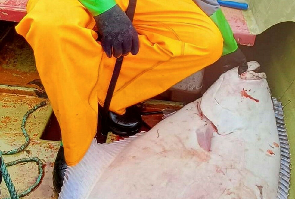 Fisk­eri­di­rek­tor­at­et har også fått inn en rekke inn­spill til for­slag­ene om yt­ter­lig­ere regu­le­rings­til­tak i fisk­et etter kveite.
 Foto: Ronny Wilhelmsen
