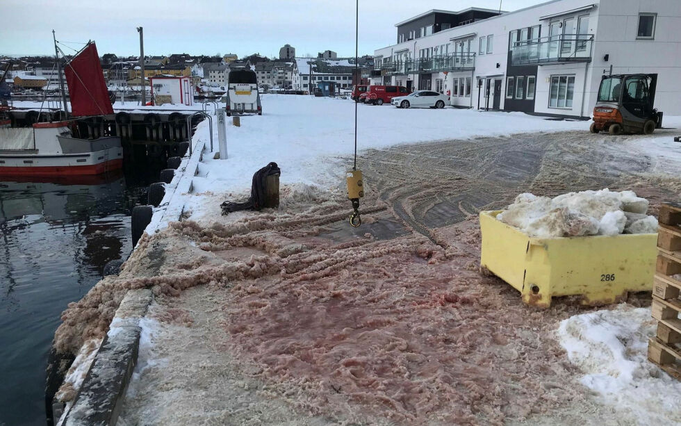 Slik skal det ifølge vår tipser ha sett ut ved flere anledninger ved den gamle dampskipskaia i sentrum av Vadsø.
Begge foto: Privat