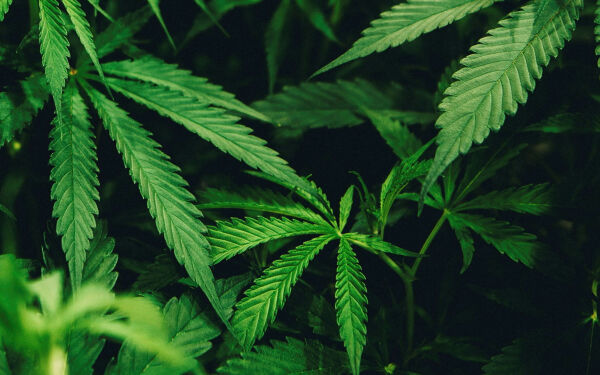 Tiltalt for å ha dyrket cannabis