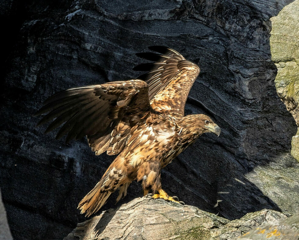 – Bestanden av ørn har tatt seg kraftig opp de siste årene, sier Ola Thomassen.
 Foto: Birdsafari AS