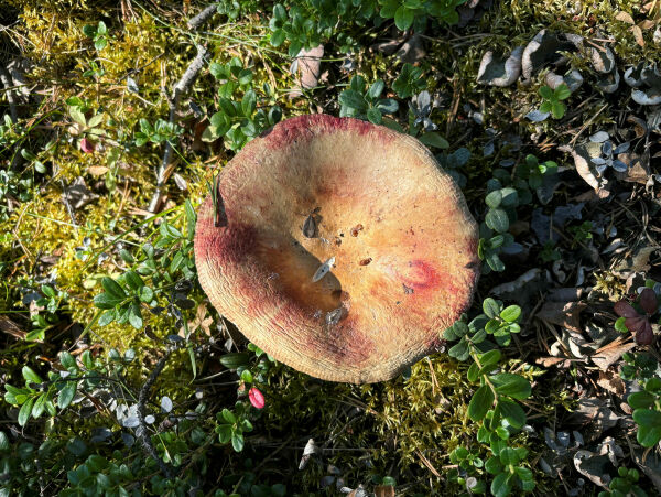 Uvanlig start på soppsesongen i nord