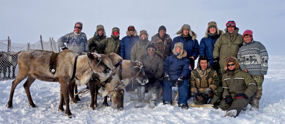 Reinoksene tar en pust i bakken når det fotograferes.
 Foto: Andrey Vokuev