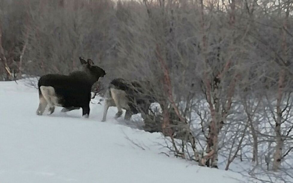 FeFo starter nå arbeidet med å revidere reglene for elgjakta i Finnmark.
FOTO: PRIVAT