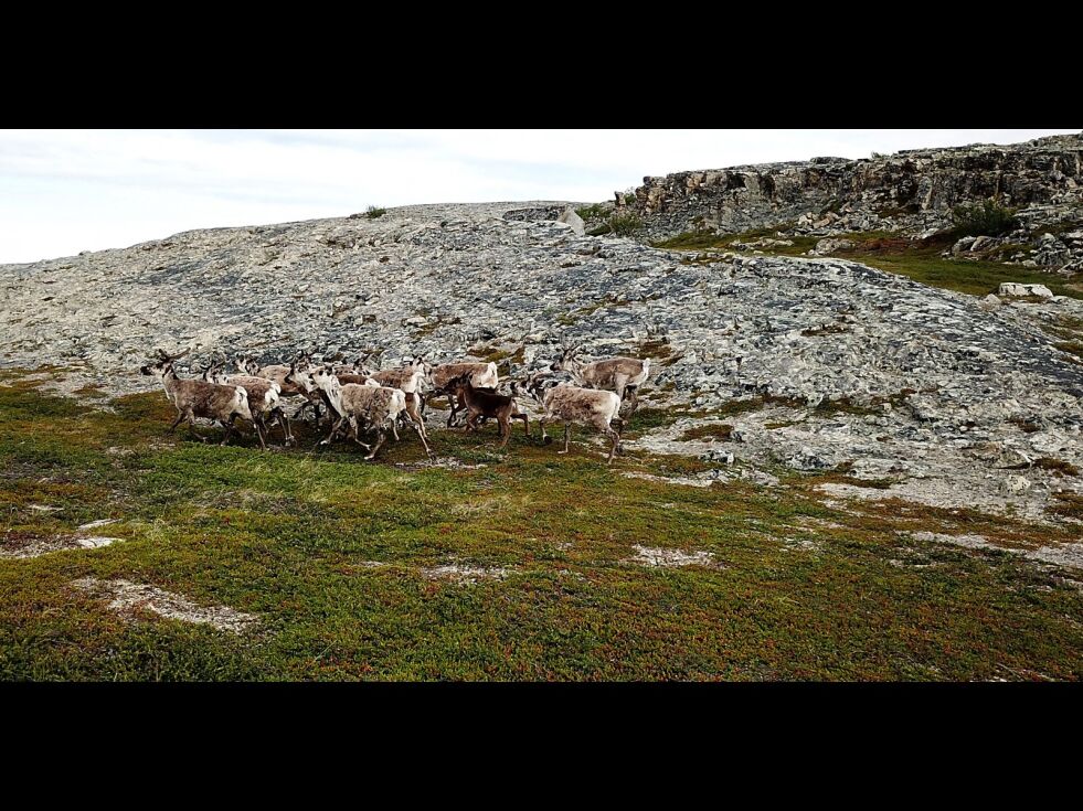 Bilde tatt 9. juli viser sannheten om simler med kalv etter befaring. Dyr som reindrifta ikke sa fantes. Dette er en av flere småflokker på Oldereidet som er fredet for rein.
 Foto: Privat