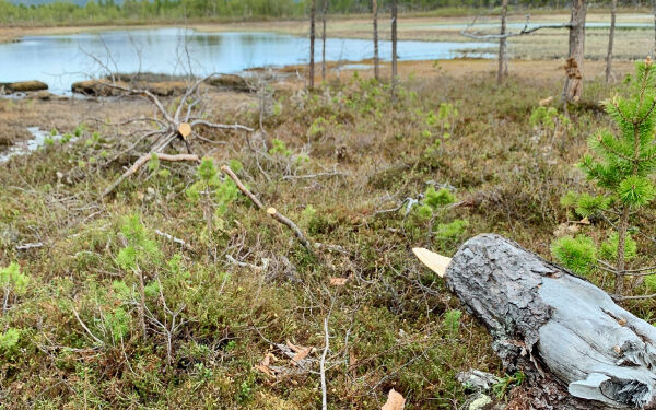 Stabbursdalen landskapsvernområde - kommunal forvaltning