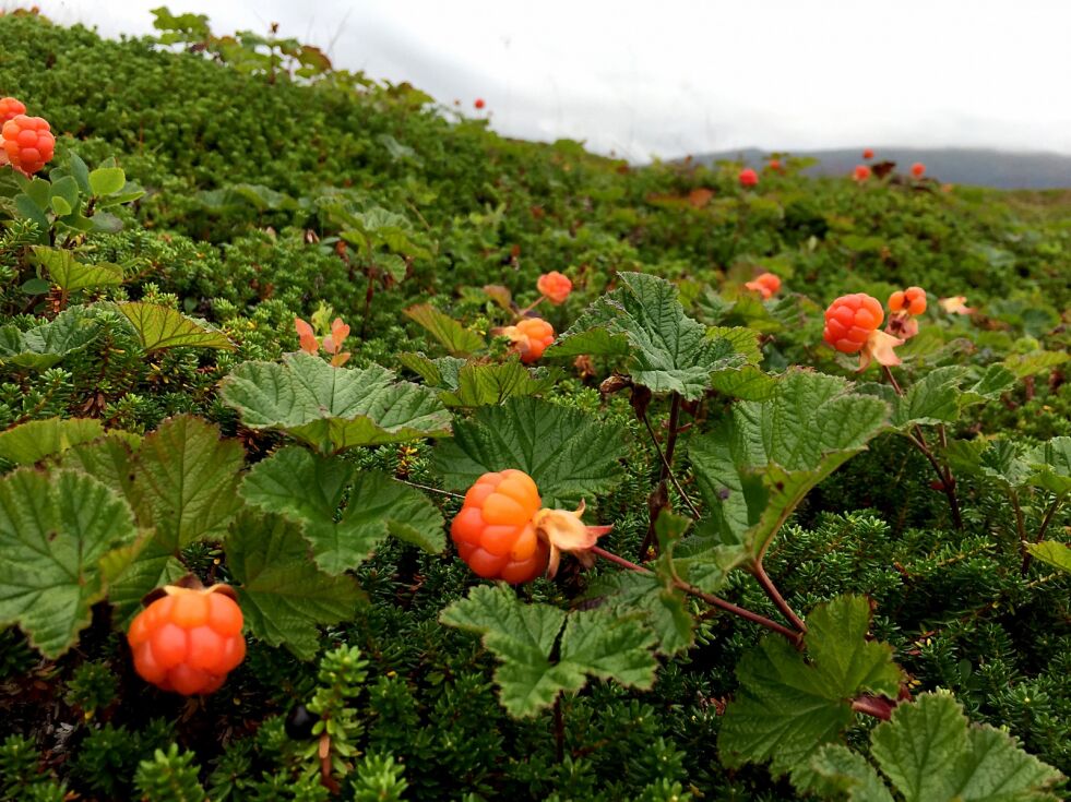 Finnmarks rike naturressurser fenger nordmenn fra hele landet. Reinsdyr, multer og havets delikatesser gjør at mange ønsker å reise til Finnmark for å oppleve den særegne lokalmaten.
 Foto: Irene Andersen