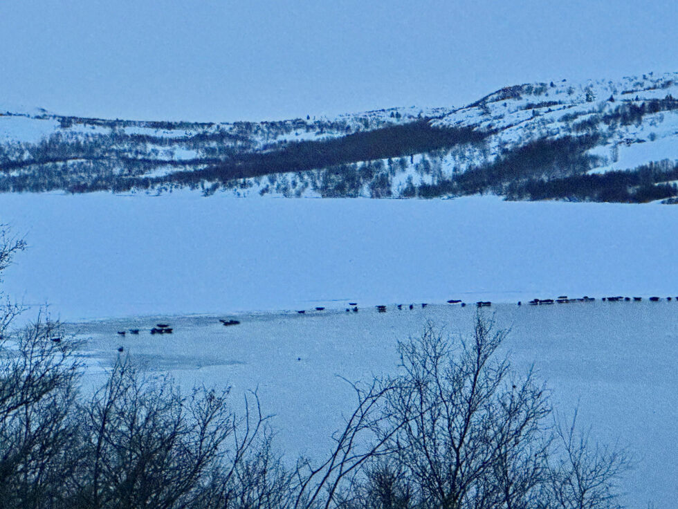 Tidligere i uka var nærmere hundre sel av artene ringsel, steinkobbe og havert samla på isen i Munkefjord ved lavvann for å slappe av etter å ha lett etter mat.
 Foto: Stein-Tore Sivertsen