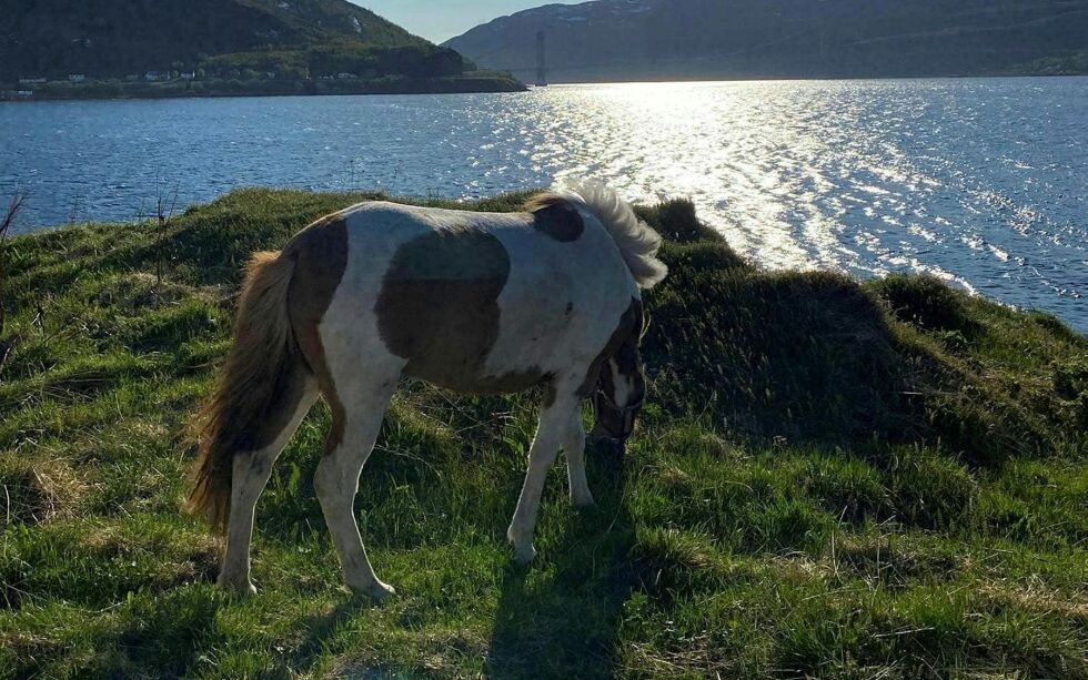 4 år gamle Iris er flekkete og bør være lett å se på avstand.
 Foto: privat