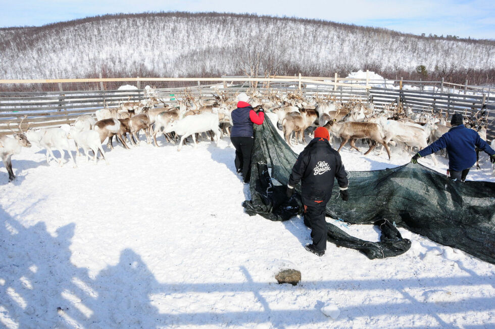 Reineiere under 35 år, og med færre enn 200 rein, får et vern mot reintallsreduksjon i det nye lovutkastet.
 Foto: Stein Torger Svala