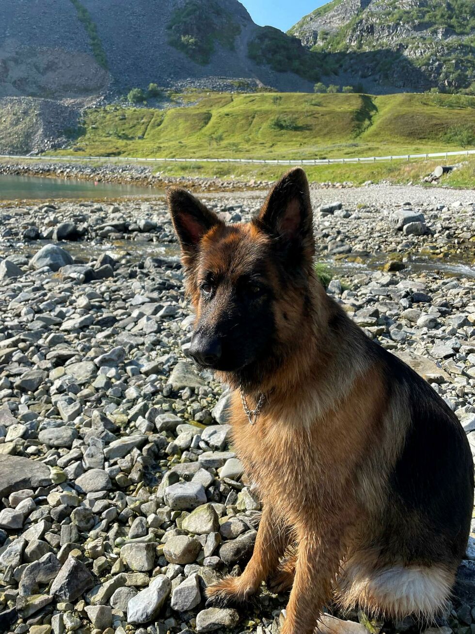 Det er hunden Dipzy av rasen Schäferhund som har forsvunnet i Skoganvarre på søndag ettermiddag. Hun ble sist sett i området ved Otermoen.
Foto: Privat