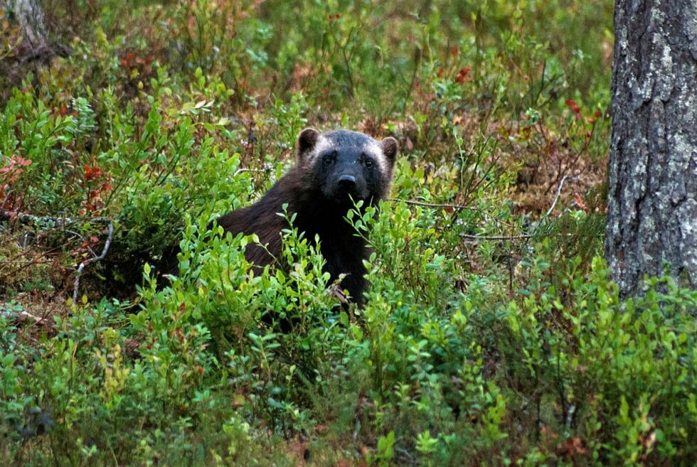 Jerv er et av rovdyrene i Norge (Ill.foto:Irene Andersen)