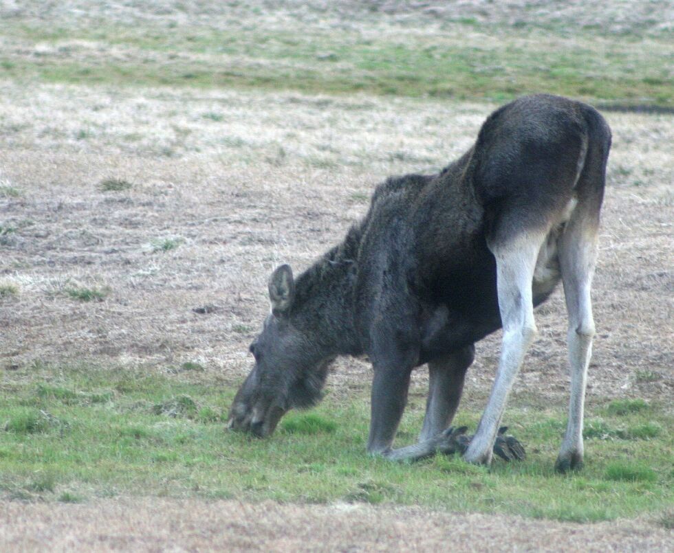Om det er elgen som knelende takker for at det aktuelle jaktlaget er sendt hjem, vet vi ikke. FOTO: Stein Torger Svala