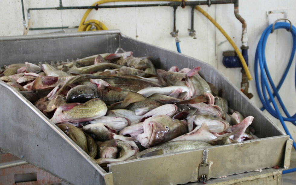 Le­ven­de­lagring av torsk og fersk­fisk­ord­nin­ga skal ifølge nærings- og fiskerimi­nis­te­ren bi­dra til at in­du­stri­en i stør­re grad får til­gang til fersk fisk uten­om ho­ved­se­song­en i tor­ske­fisk­et.
