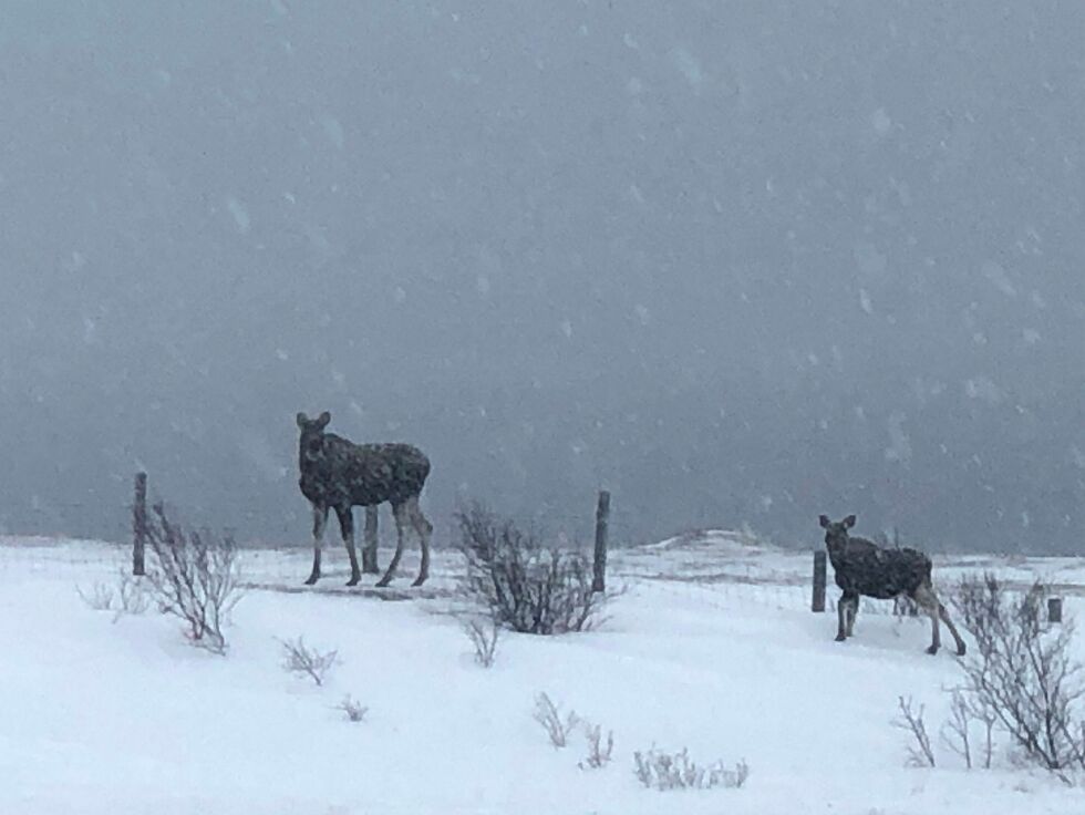 Miljødirektoratet ønsker å tilrettelegge for storviltjakt også i coronatiden.
FOTO: Birgitte Wisur Olsen