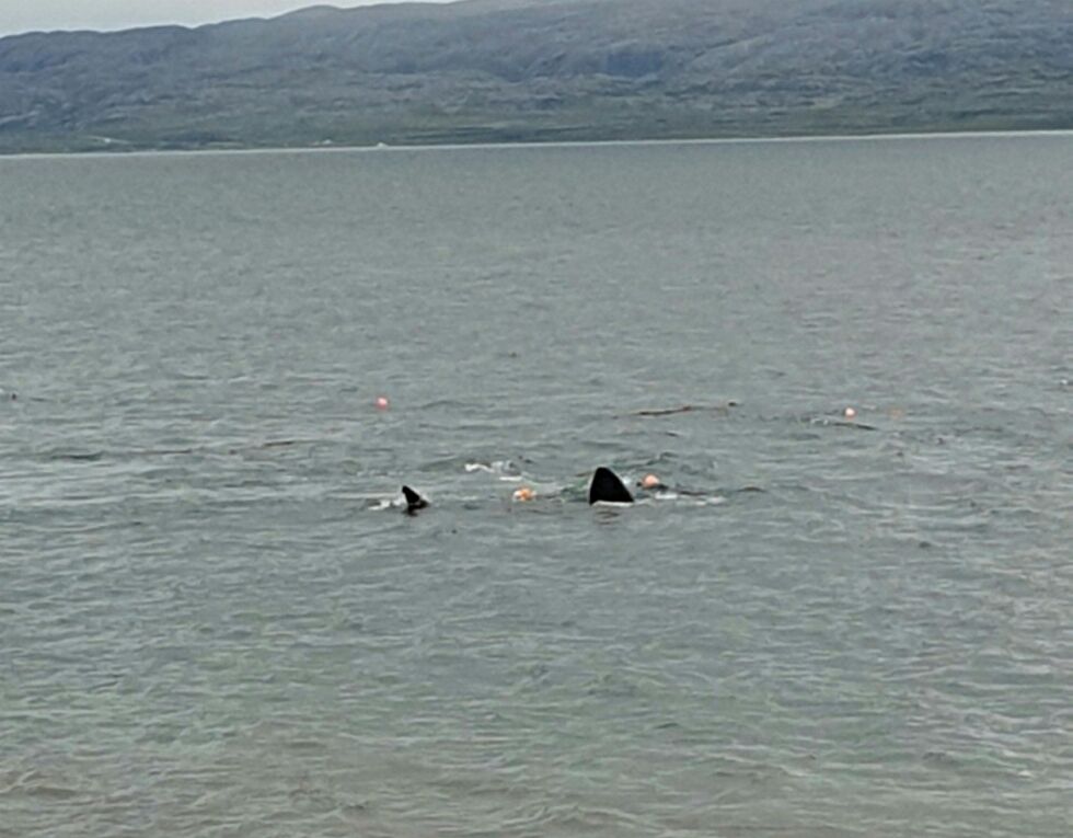 Ei enorm brugde forvilla seg onsdag inn ei laksenot ved Mortensnes. Til alt hell fikk den hjelp og kom seg løs i live.
Foto: May- Britt Nikolaysen