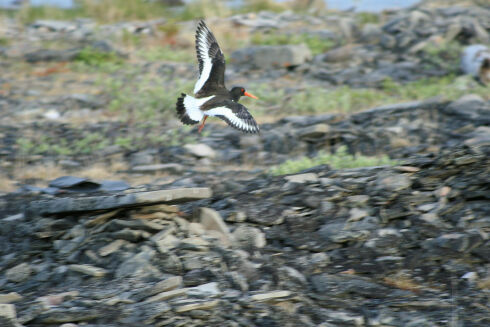 Vårtegn i Varanger