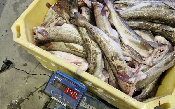 – Et enormt sløseri av fiskeressursene våre